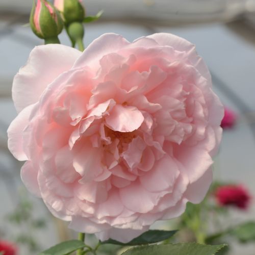 Shop - Rosa Ausclub - rosa - englische rosen - diskret duftend - David Austin - -